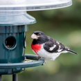 thumbnail image 4 of Comedero para aves Brome Squirrel Buster Plus con capacidad de 2,3 kg, 4 of 9