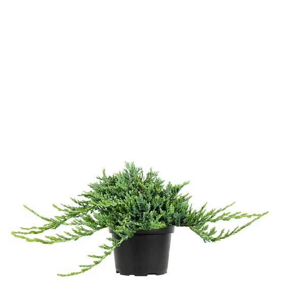 1 Gal. Blue Rug Juniper - Drought Tolerant - Ground Coverage