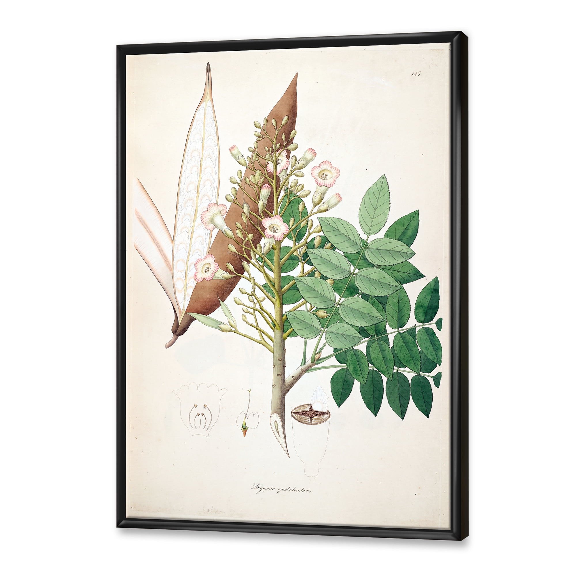Designart 'Ancient Botanicals IX' Farmhouse Framed Canvas Wall Art Print