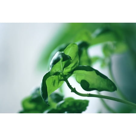 Laminated Poster Healthy Spice Green Basil Herbs Plant Plug Food Poster Print 11 x