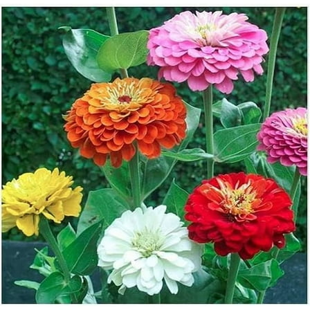 Zinnia Dahlia Mix Flower Seeds 100 Heirloom Flower Seeds Per Packet, Non GMO Seeds, Botanical Name: Zinnia elegans, Quilled Petals, Full Sun, Height 40 inches