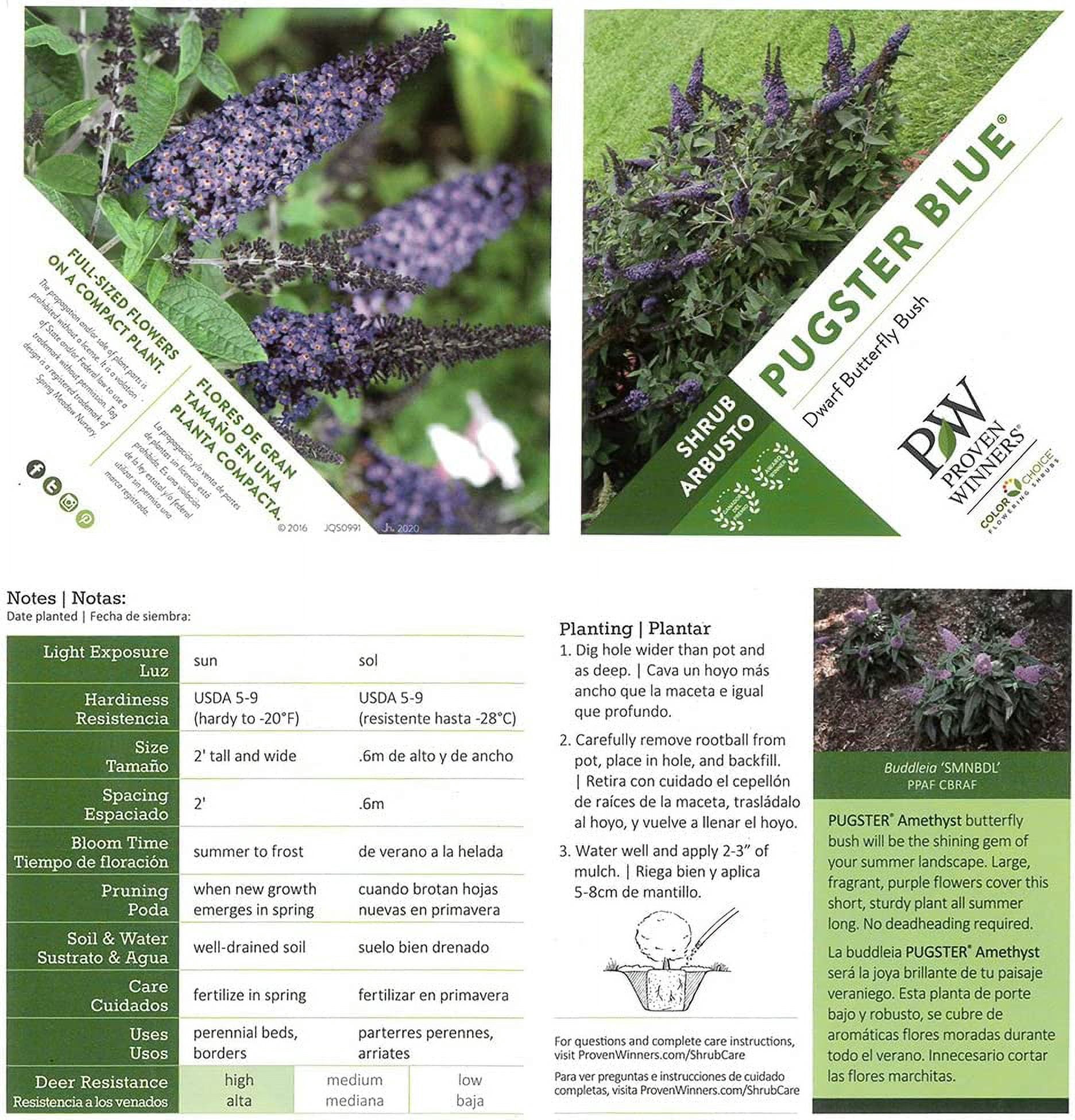 Proven Winners ColorChoice Pugster Blue Buddleia Live Shrub (2 Gallon)