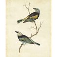 thumbnail image 3 of Cassin 20x24 Black Modern Framed Museum Art Print Titled - Blue-headed Tanager, 3 of 5