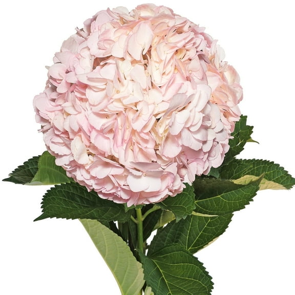 Hydrangeas 15 Stems of Airbrushed Light Pink Farm Direct Fresh Cut Flowers by Bloomingmore