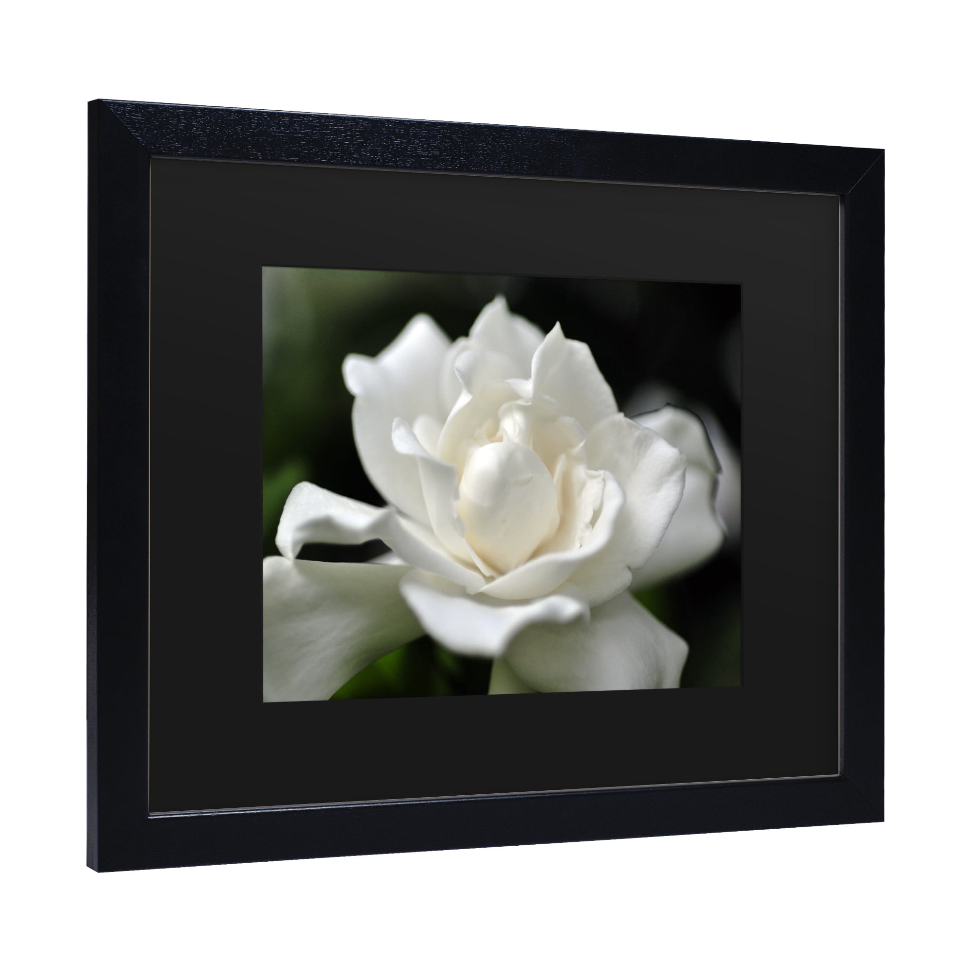 Trademark Fine Art 'Lovely Gardenia' Canvas Art by Kurt Shaffer
