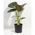 thumbnail image 2 of Gardenera Premium Elephant Ear Plant Potting Mix - Expertly Crafted Blend for Optimal Alokasia Growth and Striking Foliage - 1 Quart, 2 of 3