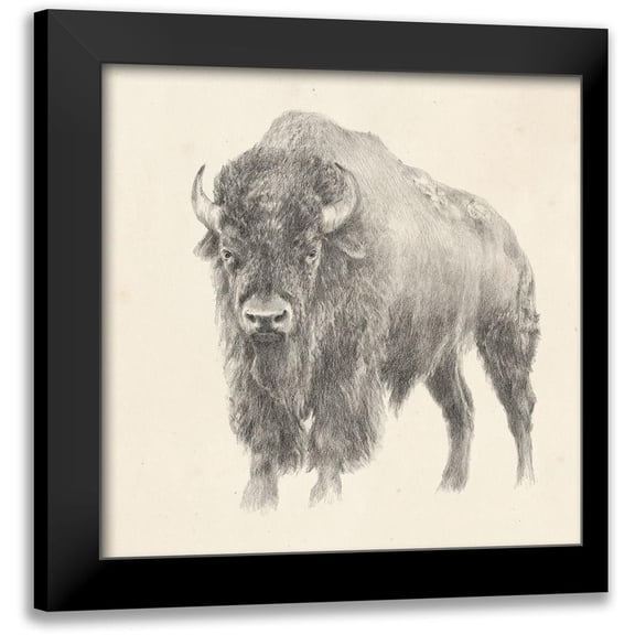 Harper, Ethan 12x12 Black Modern Framed Museum Art Print Titled - Western Bison Study