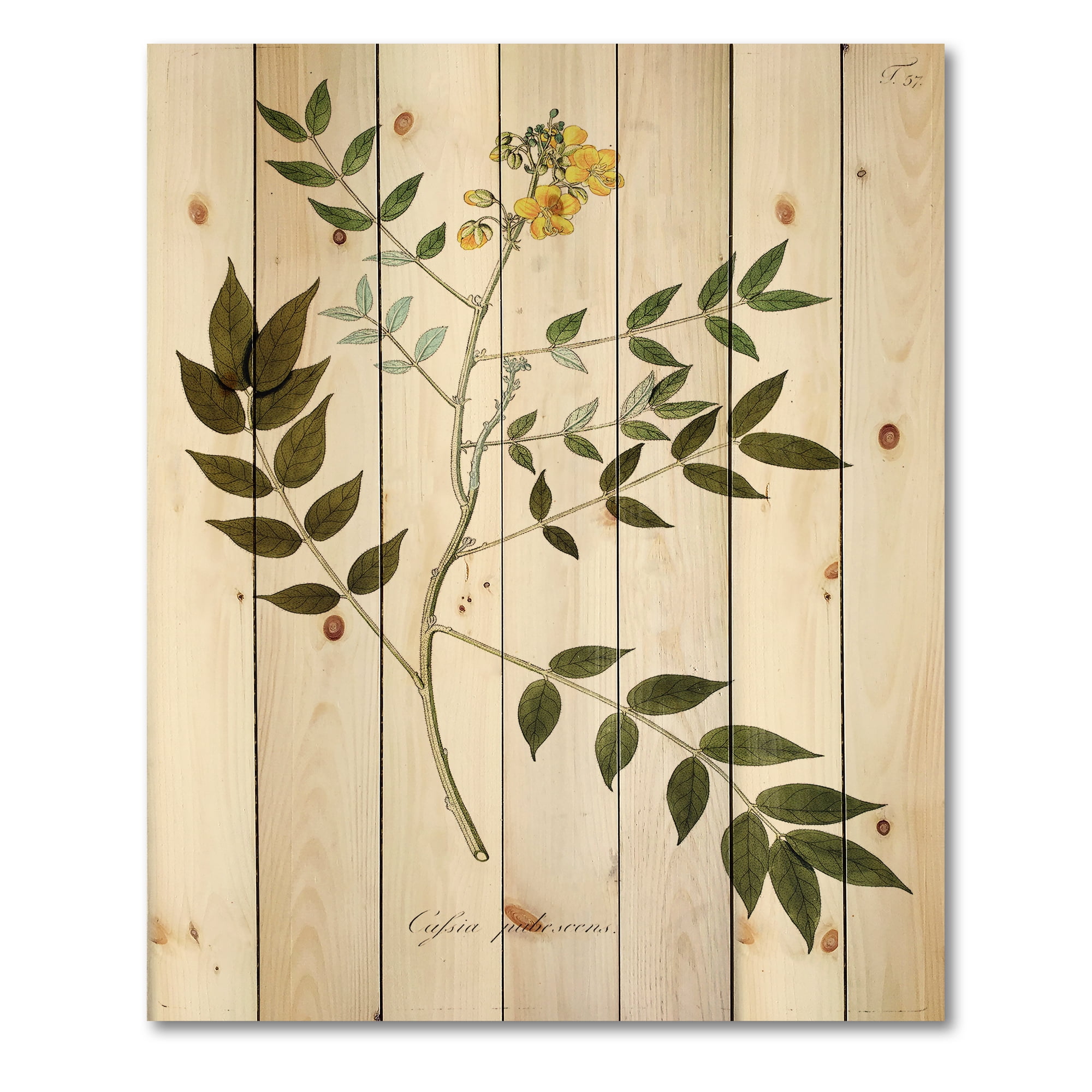 Designart 'Ancient Botanicals XVIII' Traditional Print on Natural Pine Wood