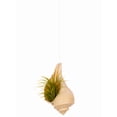 thumbnail image 4 of Hanging Air Plant Holder – Whelk Sea Shell and Live Tillandsia Airplant Gift Set, 4 of 6