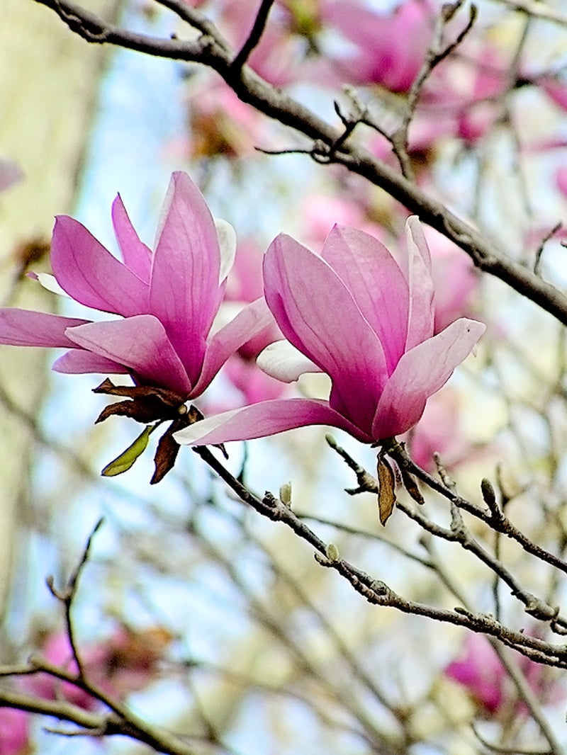 Expert Gardener 3-4 ft tall Alexandrina Japanese Magnolia Live Tree in 7-Gallon Grower Pot