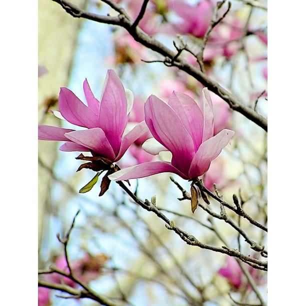 Expert Gardener 3-4 tall Alexandrina Japanese Magnolia Live