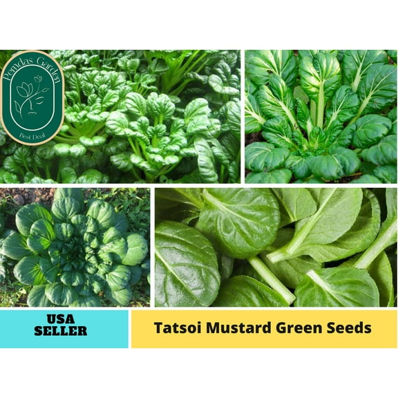 210 Seeds| Tatsoi Mustard Green Seeds, - Authentic Seeds ~ GMO Free ~ Seeds~Flower seeds~ Vegetable seeds~ Asian Garden~Herbs B5G1 #7031