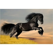 Beautiful Black Stallion Collectors Horse 24" x 0.01" Poster, by HSE USA