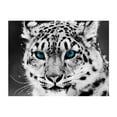 thumbnail image 1 of enqiretly Colorful Animal Diamond Painting Kits Rhinestone Wall Decoration Embroidery Cross Stitch Arts Craft, 1 of 7