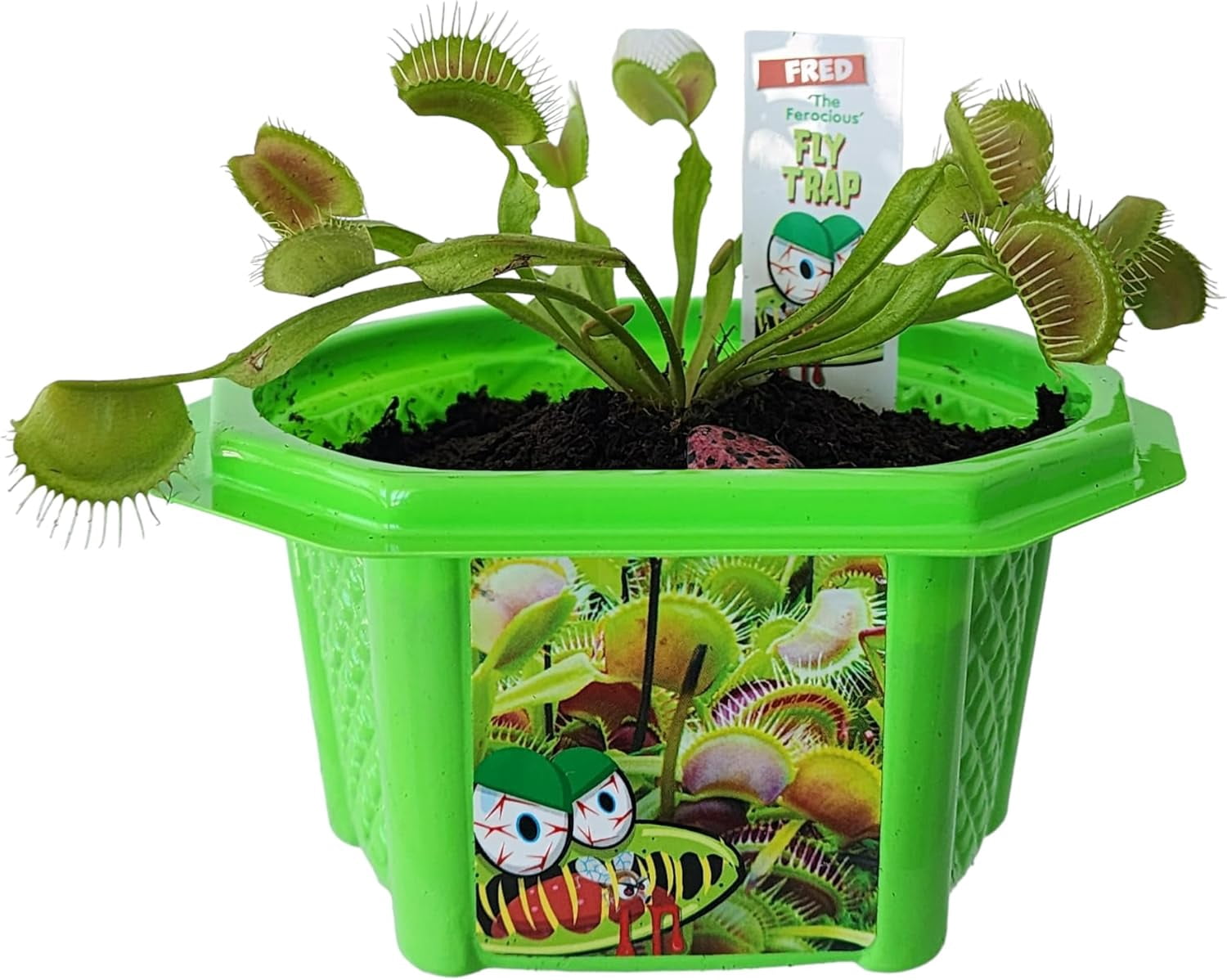 Toys By Nature Venus Fly Trap Kit - Carnivorous Bug Eating Plant
