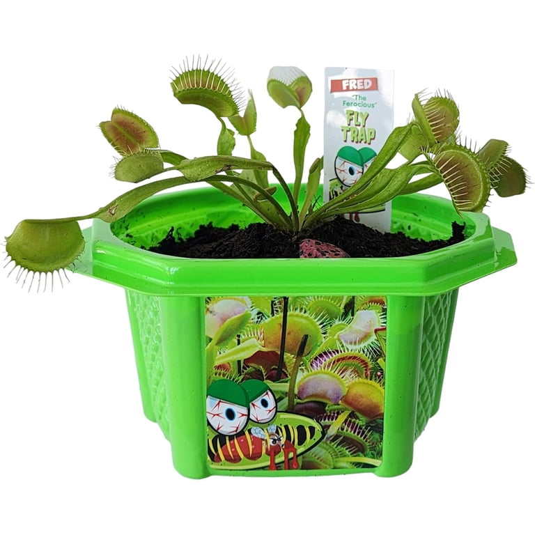 Toys By Nature Venus Fly Trap Kit - Carnivorous Bug Eating Plant Toys By Nature Venus Fly Trap Kit - Carnivorous Bug Eating Plant