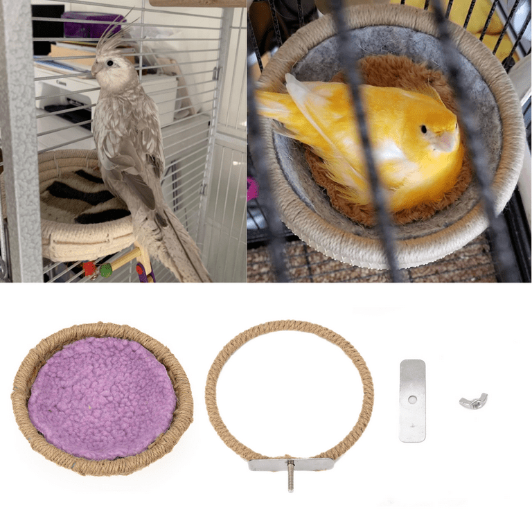 Cockatiel nest 2024