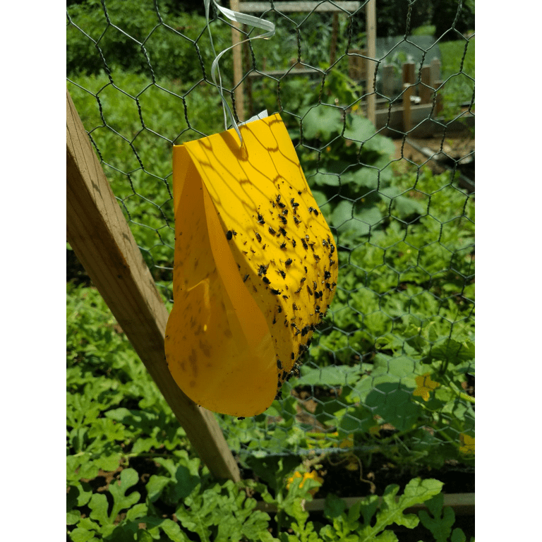 Cucumber beetle sale trap