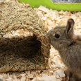 thumbnail image 4 of Casa de Hierba Túnel Conejera Choza Tejida para Echarse o Dormir Comestible Chew Home Conejos y Animales Pequeños, 4 of 5