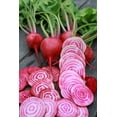 thumbnail image 2 of TomorrowSeeds - Chioggia Beet (Candy Cane Striped) Seeds - 300+ Count - For 2026 Planting Bullseye, 2 of 11