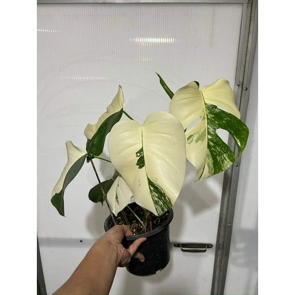 Monstera 'Albo Super White Marble' Variegated Rare Plant-Exact Plant Jan 25, '25