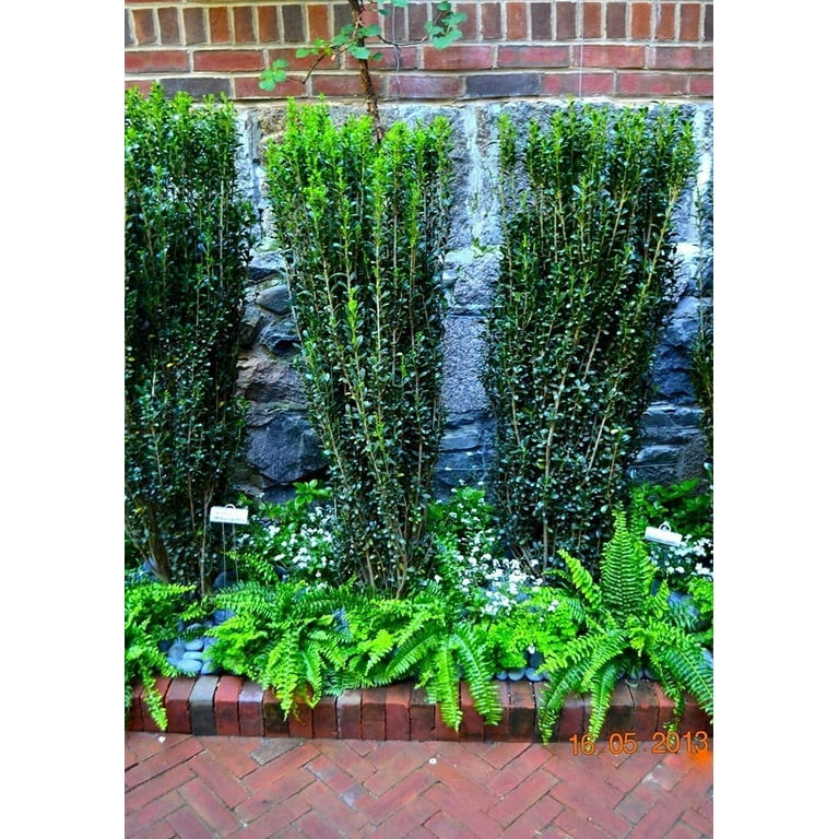 Sky Pencil Japanese Holly - 5 Live Quart Size Plants - Ilex