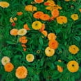 thumbnail image 3 of Moser, Koloman 15x15 Black Modern Framed Museum Art Print Titled - Marigolds, 3 of 5
