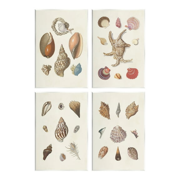 Stupell Industries Seashell Aquatic Life Latin Studies Detailed Beach Nature Graphic Art Unframed Art Print Wall Art, Set of 4, Design by Knorr