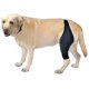 thumbnail image 1 of M Rodillera para perros para guiñada, rótula dislocada y artritis: mantiene la articulación caliente, 1 of 1