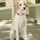thumbnail image 4 of Heavy Duty Metal Clasp Dog Collar for Large Dogs Engraved Hand-made Lasers Engraved Boho Collar Pet Supply, 4 of 5