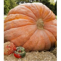 Earthcare Seeds - Pumpkin Dills Atlantic Giant 15 Seeds (Cucurbita Maxima) Heirloom - Open Pollinated