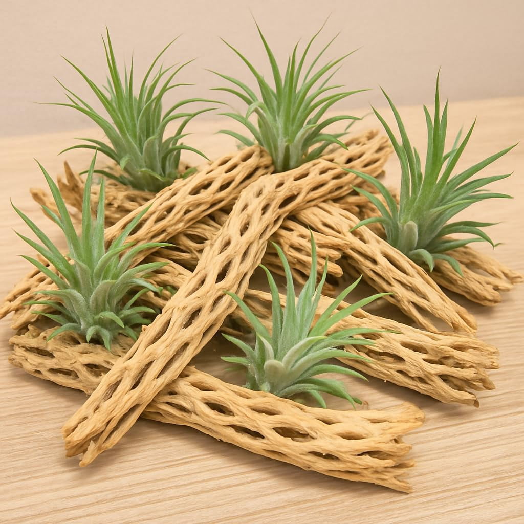 Koyal Wholesale Cholla Wood Aquarium Branches 2lb Bag Airplants Reptile Perch Decor