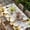 Gray, variant on Sunflowers Dog Table Cloths for 6 Foot Rectangle Tables, Spring Watercolor Floral Stars Grey Plaid Patio Waterproof Elastic Fitted Tablecloths, Washable Rectangular Table Cover for Camping