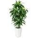 thumbnail image 1 of Árbol de dracaena artificial PUUKU de 150 cm con maceta blanca para interiores, 1 of 7