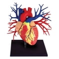 thumbnail image 2 of 4D Human Deluxe Heart Anatomy Model, 2 of 2
