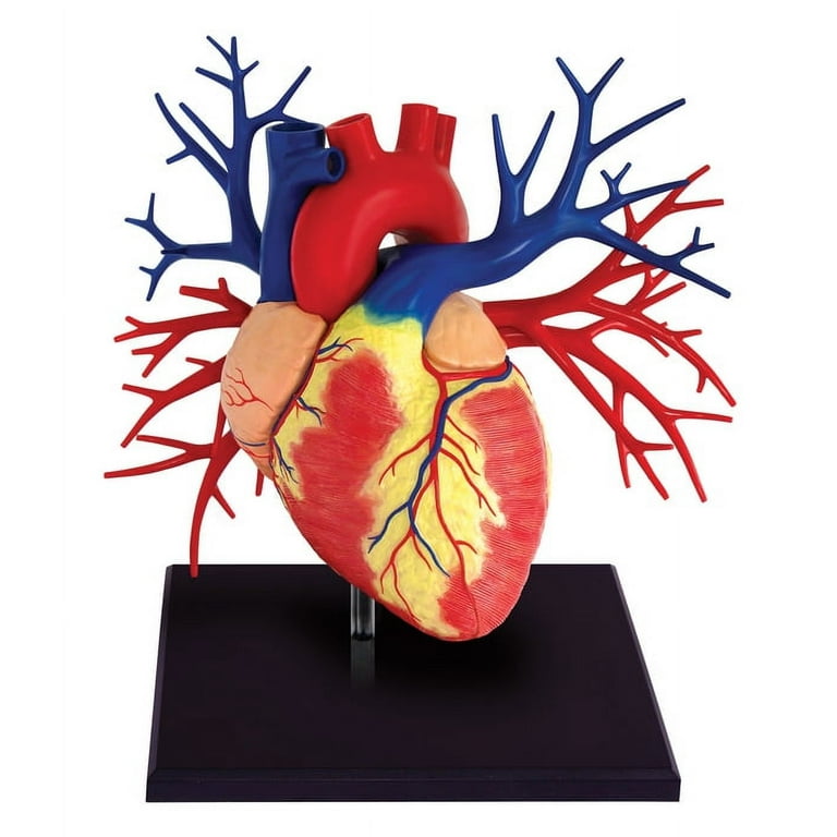 誕生日プレゼント 4D Human Deluxe Heart Anatomy Model - Walmart.com 立体パズル