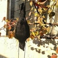 thumbnail image 4 of Realistic Hanging Dead Crow Decoy Lifesize Extra Large Black Feathered Crow, 4 of 5