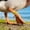 Yellow, variant on A Set of Poultry Identification Leg Bands Clip On Open Leg Bands for Chickens Roosters Hens Ducks Farm Tags