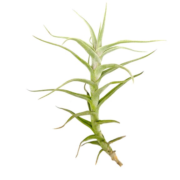 Tillandsia Diaguitensis Air Plant Easy to Care