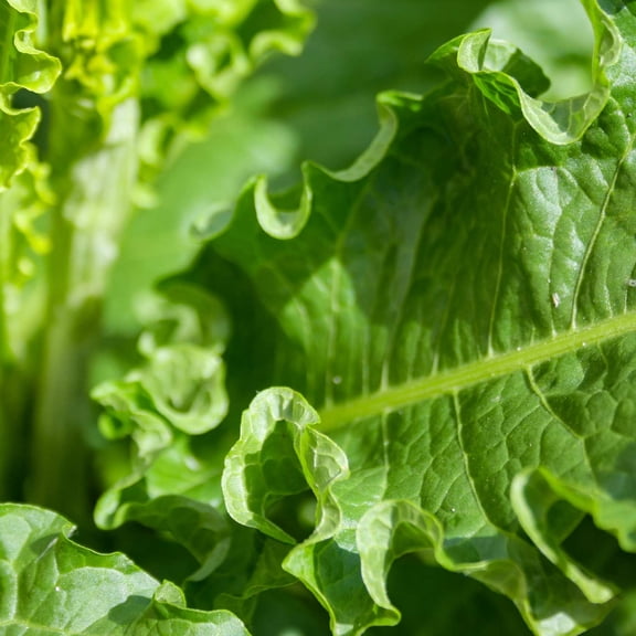 Burdock Herb Garden Seeds - Chiko - 0.25 Oz - Non-GMO, Biennial Medicinal Herbal Gardening Seeds - Arctium lappa