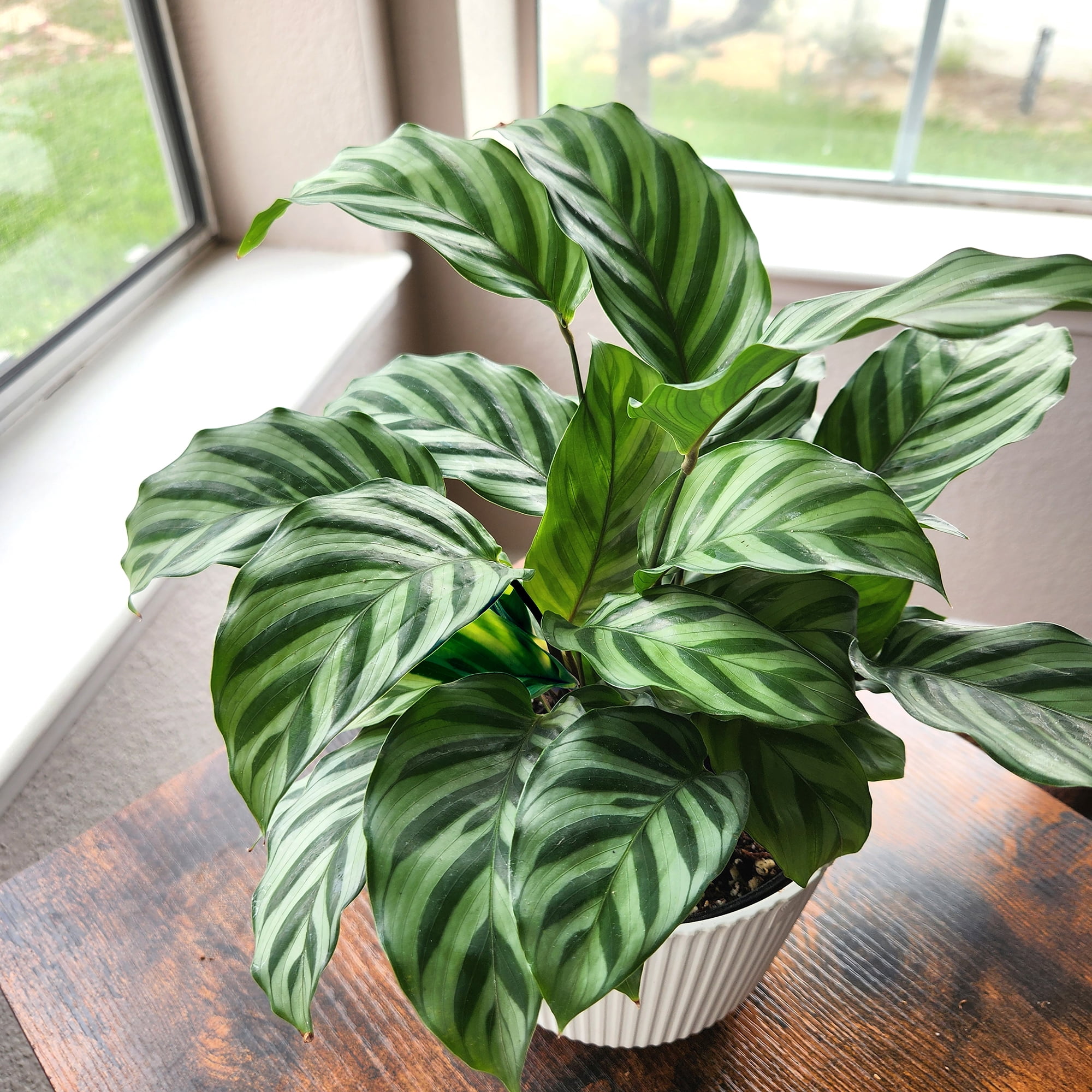 Element Freddie Calathea Live Plant in 6" White Decor Pot (Approx 15" Tall) Prayer Plant