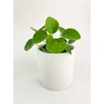 thumbnail image 3 of Pilea Peperomioides (Friendship Chinese Money Plant) - Live Air-Purifying Indoor Plant in Nursery Pot – Easy Care, Low Maintenance Houseplant for Home & Office Decor, Natural Air Cleaner, Best for, 3 of 11