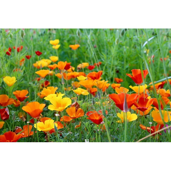 1000 Seeds MIXED Colors CALIFORNIA POPPY (Ballerina / Mission Bells) Eschscholzia Californica Flower Seeds