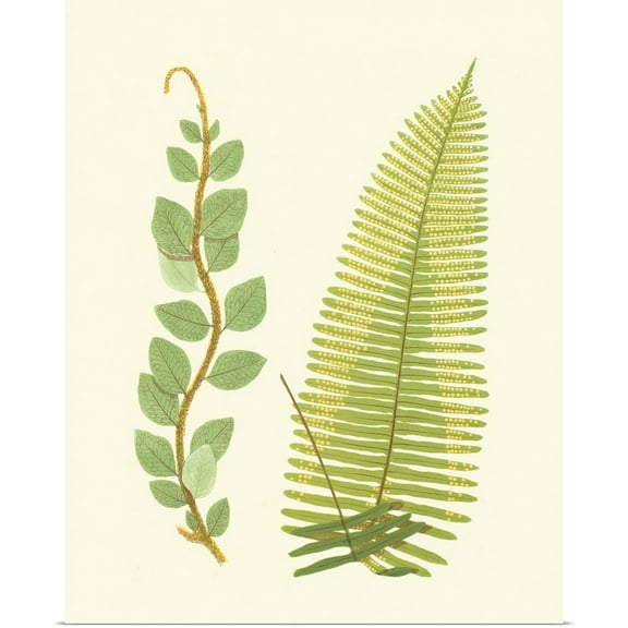 Great BIG Canvas | Rolled E. Lowe Poster Print entitled Woodland Ferns VI