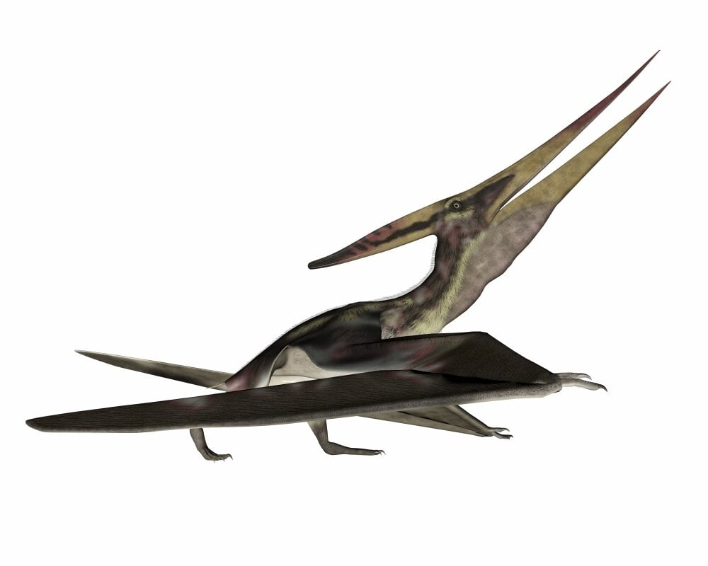 flying pteranodon