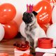 thumbnail image 4 of KAKOWELY juego de pañuelos de cumpleaños para perros, gorro de cumpleaños para cachorros, decoración para fiestas de cumpleaños de perros, sombreros de fiesta para perros pequeños y gatos., 4 of 5