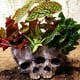 thumbnail image 1 of Jardinera de resina Cola Doble Jardinera de calaveras, 1 of 8