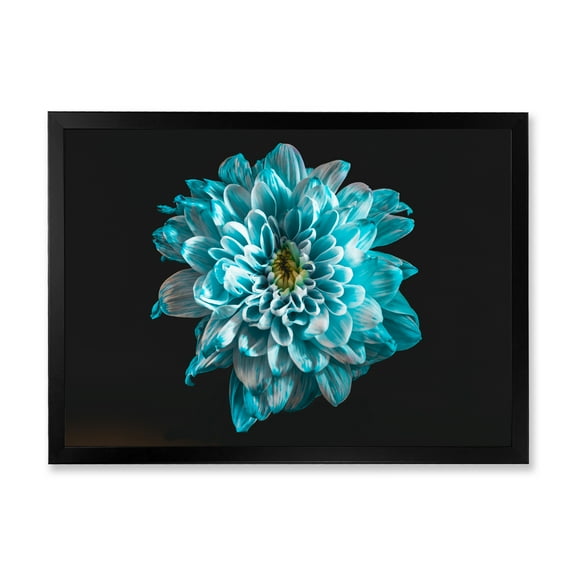 Designart 'Close Up Of Flower With White and Blue Petals' Traditional Framed Art Print
