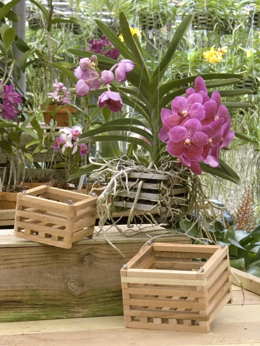 Better-gro 4" Cedar Slat Basket For Hanging Orchids