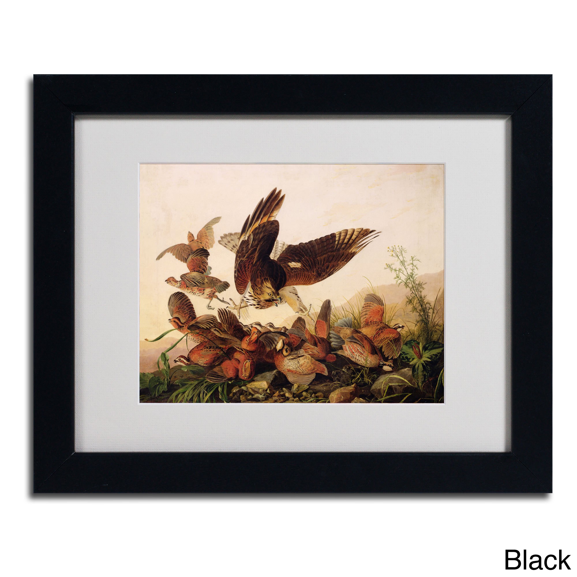 Trademark Fine Art "Red-Shouldered Hawk" Canvas Art by John James Audubon, Wood Frame
